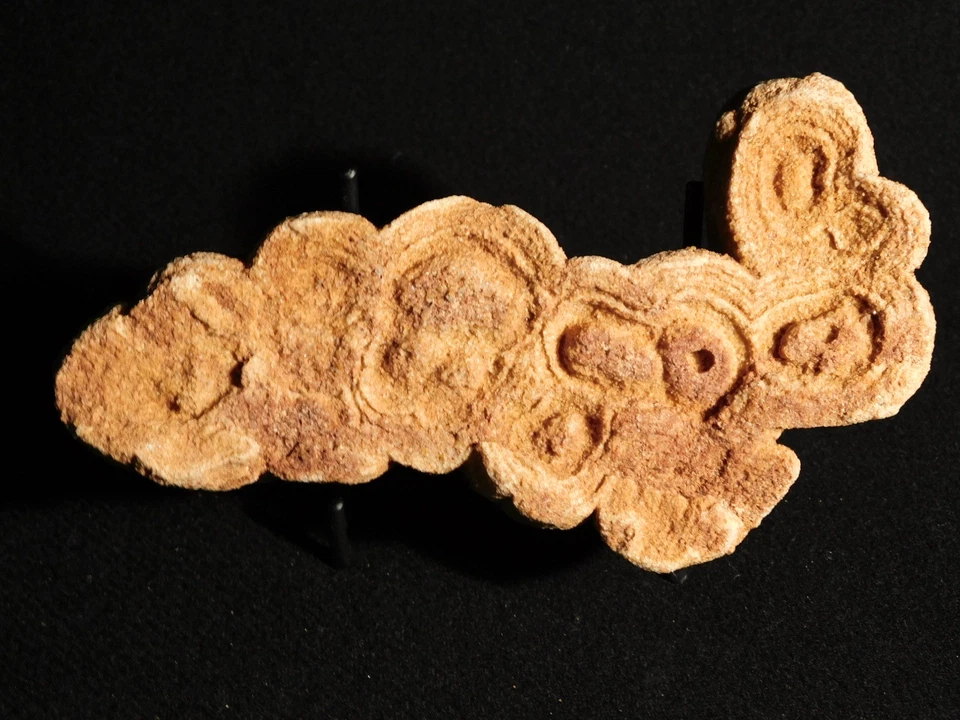 ¡Más grande! Fósil ESTROMATOLITO de 600 millones de años 100% natural Marruecos 579gr Foto 1 de 4