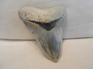 " fossiler grau-beige-blauer Megalodon Zahn " ca. 13 x 10 cm sehr schöne Farben - Bild 1 von 18