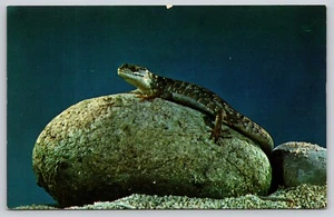 Reptiles adoquines de lagarto sobre roca redonda de postal - Imagen 1 de 2