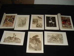 Vintage Lot 7 Vogel Drucke Kranich Leier Emu Storch Flamingo Ibis Kakadu Natur - Bild 1 von 7