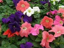 Petunia Mixed Nana Compacta 35 seeds