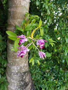 Schomburgkia exaltata, shipped bare root, spectacular orchid! - Picture 1 of 8