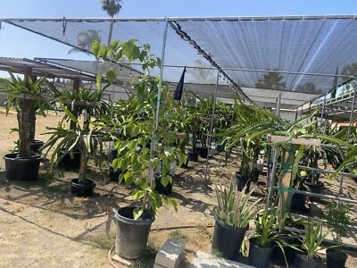 6 Asunta DRAGON FRUIT  CUTTING 10-14 Inches Check Description - Image 1 of 4