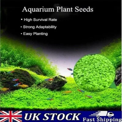 Aquarium Clover Grass Seeds Carpet Landscape Aquatic Water Fish Tank Plant Seeds