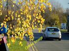 Photo 6X4 Golden Birch Leaves Ross On Wye At The Tail End Of Autumn Comes C2012