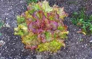 LETTUCE SEED, LEAF LETTUCE, PRIZEHEAD, HEIRLOOM, NON GMO, 1000 SEEDS - Picture 1 of 1