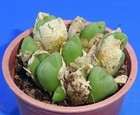 Conophytum tantillum ssp, Eenkokerense , minimum 10 heads!, Phyto available