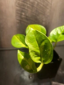 Global Green Variegated Pothos Tropical Rare Vining Plant Houseplant 2" Pot - Picture 1 of 2