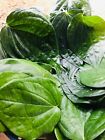 Dried Betel Leaves Whole Herbal Pure Organic Natural Leaf Powder Ceylon Quality 