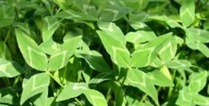 Semilla de trébol de hoja de flecha Yuchi (RAW) - Imagen 1 de 1