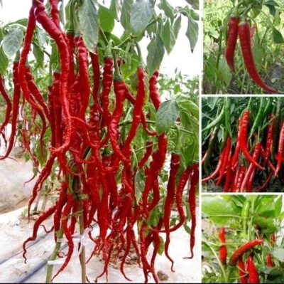 50 Pcs Giant Spicy Red Chili Hot Pepper Seeds - Image 1 of 2