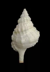 Conchiglia Shell DISTORSIO cf JENNIERNESTAE Panama 41,1 mm # Mi03 - Picture 1 of 4