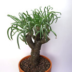 Tylecodon wallichii, 31.0cm large branched old plant, caudex, rarity (35)