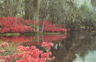 Postcard Middleton Gardens Charleston South Carolina