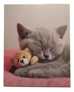 Kitten Folder (Sleeping Kitten with Teddy Bear) - Picture 1 of 2