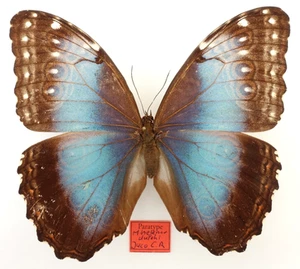 PARATYPE MORPHO HELENOR DUFEKI FEMALE FROM JACO, CENTRAL COSTA RICA - Bild 1 von 3