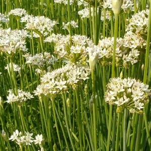 Allium Tuberosum - 250 Seeds - Garlic Chives / Chinese Chives - Picture 1 of 1
