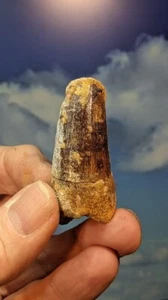 Spinosaurus Dinosaur Tooth. 100 Million Years Old 52mm. As Shown. Boxed - Picture 1 of 7