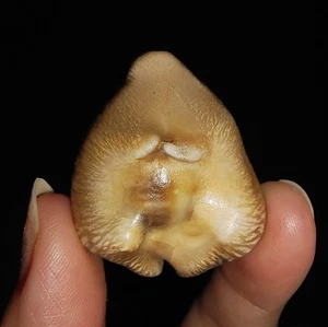FÓSIL DE CAPARAZÓN DE MAR COWRIE, BARICYPRAEA QUADRINODOSA, DE JAVA, INDONESIA, 33 MM - Imagen 1 de 7