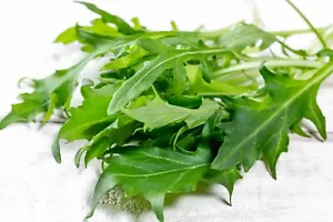 1000 Arugula Seeds - Non-GMO Heirloom Herb Seeds - Delicious Flavor - Picture 1 of 2