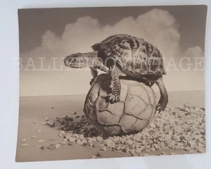 Very Strange 1930s Original Photograph A Box Turtle Balanced on a Fake Rock - Picture 1 of 2