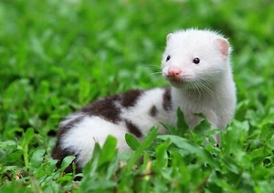 A3| Cute European Mink Poster Size A3 Weasel Ferret Animal Poster Gift #16289 - Picture 1 of 3