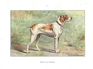 Impresión artística en acuarela de la década de 1930 perro castellano INGLÉS FRANCÉS SAN GERMINIO PUNTERO - Imagen 1 de 1