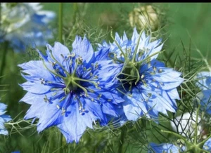 NIGELLA SEEDS (Love in a Mist) 100+ Seeds - Picture 1 of 1