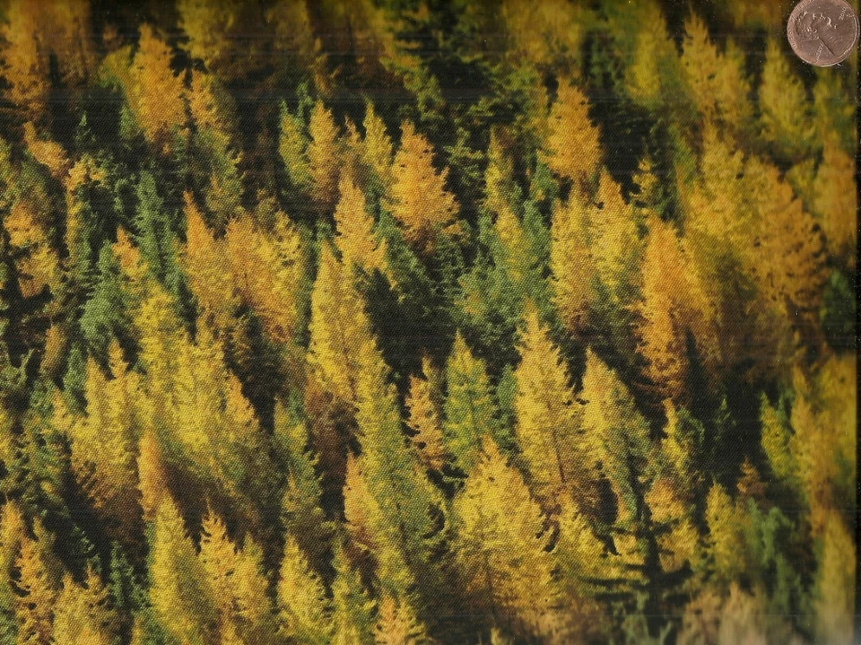 Tela Tesoros Eternos Bosques Naturaleza Bosque Tamarco Amarillo Oeste Recuperado Foto 1 de 1
