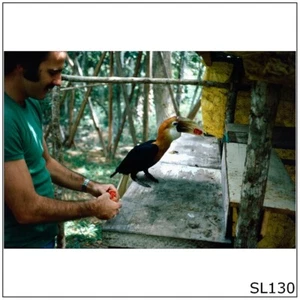 PNG #19 Bird Hornbill Photographic 35mm 1974 Film Slide (SL130) - Picture 1 of 1