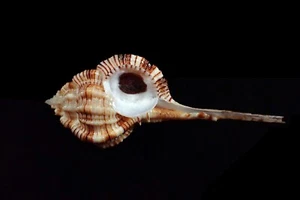 Sheashells - Murex hirasei hirasei -80 mm - BONITO COLOR - Imagen 1 de 2
