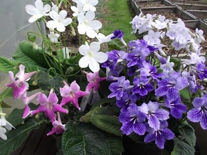 Streptocarpus Plug Plants - Varieties A to D - Picture 1 of 19