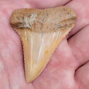 2" Authentic Fossil Chilean Great White Shark Tooth Fossil Shark Teeth - Picture 1 of 3