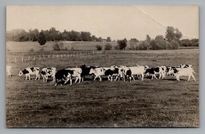 Foto postal ganado vacas stock vivo pastoreo itinerante c1904-1918 RPPC - Imagen 1 de 2