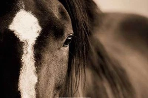 HORSE ART PRINT Dark Eyes Lisa Dearing - Picture 1 of 1