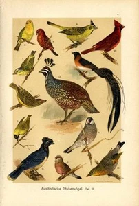 1899 MARTIN CHROMOLITHO weaver, whydah, waxbill, avadavat, quail, leiothrix, ... - Picture 1 of 3