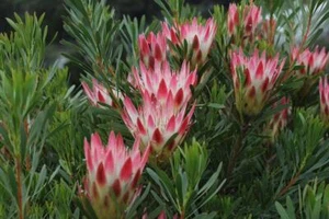 Common Sugarbush (Protea repens) 5 seeds - Picture 1 of 1