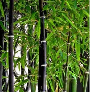 Black Bamboo Seeds. Phyllostachys Nigra. Exotic Plant Viable Seeds 100Pcs - Picture 1 of 9