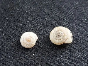 #109 Pair of Theba Conspurcata Drap., 5-6mm land snail shells - Picture 1 of 3