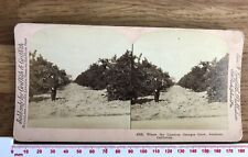#4795 LUSCIOUS ORANGES SOUTHERN CALIFORNIA Antique Victorian GRIFFITH Stereoview