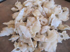 Maple Leaf Shells (6) - Beach Decor - Seashells- Seashell Supply - Beach Wedding