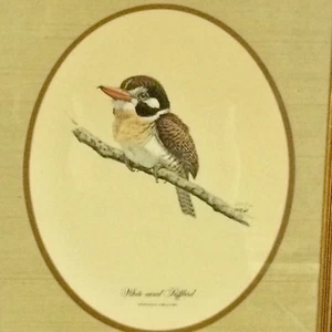Don Richard Eckelberry Orejas Blancas Puffbird Estampado Enmarcado Mate 1968 De Colección - Imagen 1 de 10