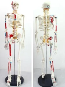 85cm Skelett Modell mit Muskel bemalt für Medizin anatomisch korrekt - Bild 1 von 8
