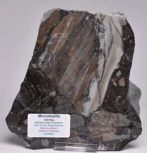 MICROBIALITE, STROMATOLITE, 1640 mya BARNEY CREEK FORMATION, AUSTRALIA S786 - Bild 1 von 4