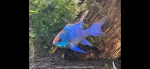 6 Electric Blue Ram Cichlids (Long Fin Gene) Rams Group of Six UNSEXED US Bred - Picture 1 of 14
