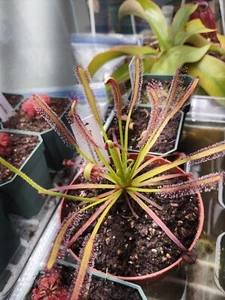 Drosera capensis cape sundew "Narrow Leaf" - Easy to grow carnivorous plant. - Picture 1 of 12