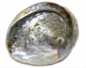 Abalone Shell for Sage Smudging or Display 5" - 5.5" - Picture 1 of 1