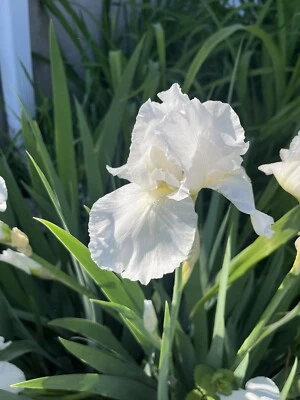 2 White Bearded Iris Blooms Twice Bulbs Rhizomes Fresh Dug - Image 1 of 2