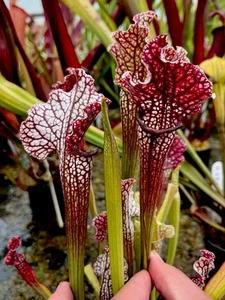 Sarracenia Rita Soper x Mitchelliana White (carnivorous plant) - Picture 1 of 11