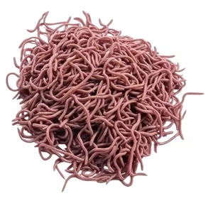 Fake Worms - (20 Pieces Per Pack) - Super Realistic Pop-Up Worms - Picture 1 of 4